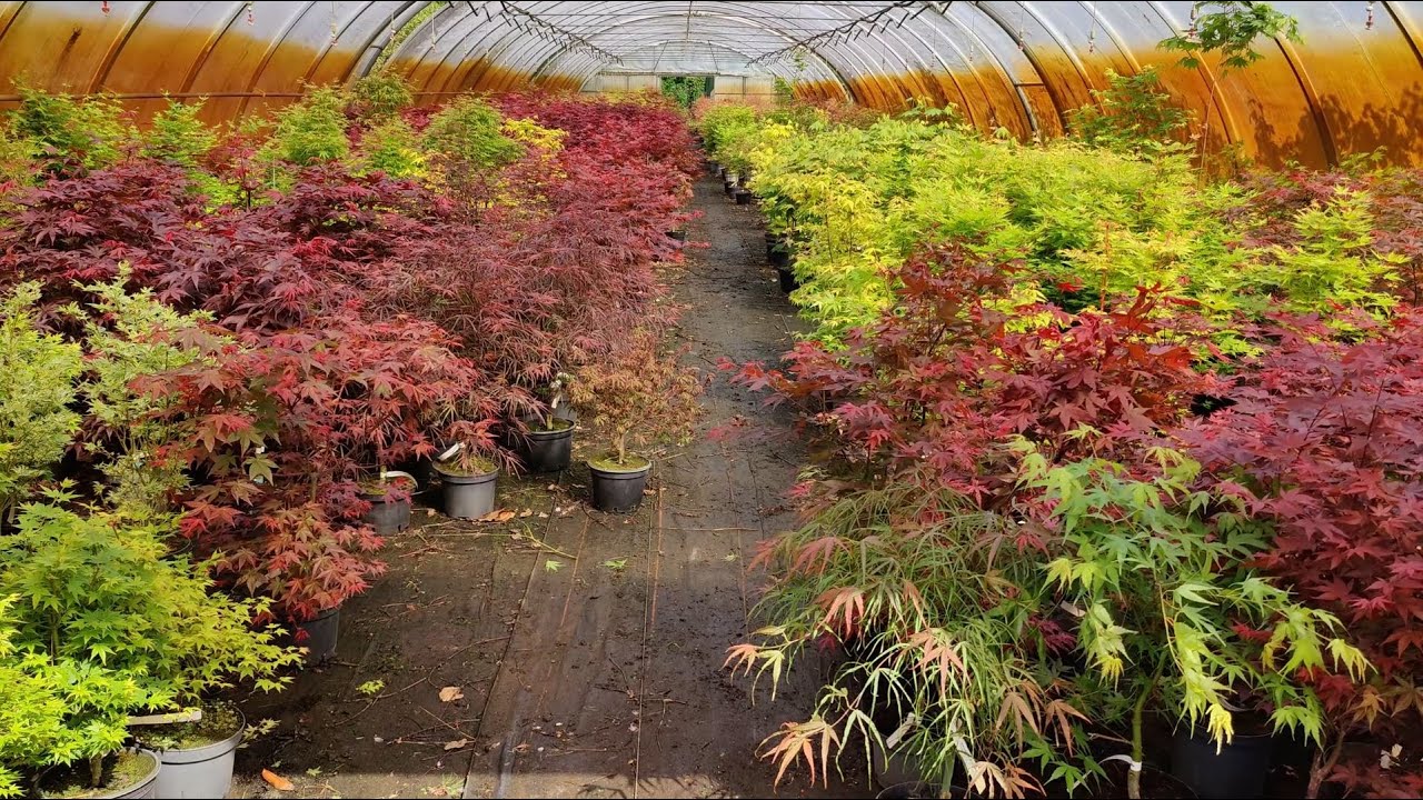 Japanese Maples - Visiting Baumschule Nielsen (Nursery), May 3 '25 - Greenhouse 2, 3 Walkthrough