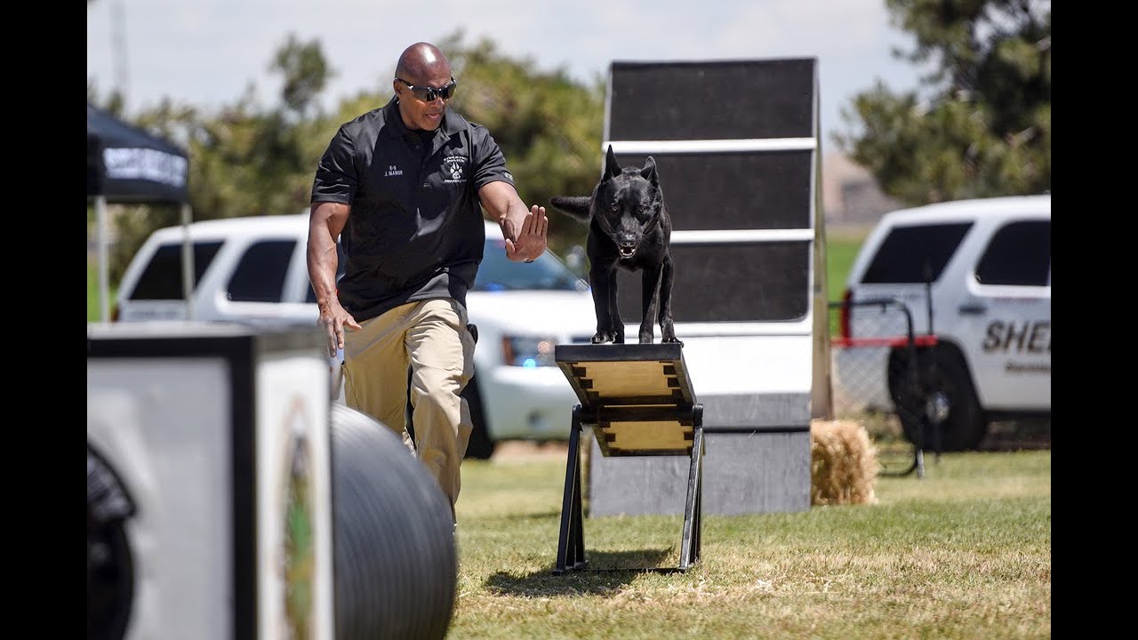 See police dogs run and jump through agility course