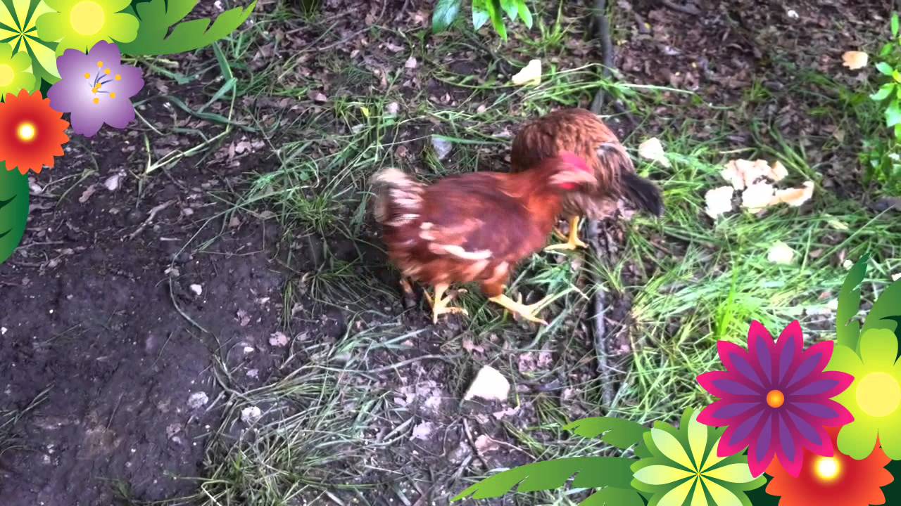 Eräänä päivänä Ankkalinnassa...