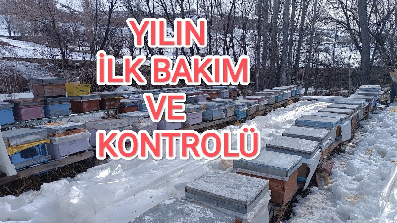 57 GÜN SONRA KOVANLARI AÇTIK. 56 KOVANDA 2 KOVAN KAYBI. MAŞALLAH 🧿🧿🧿