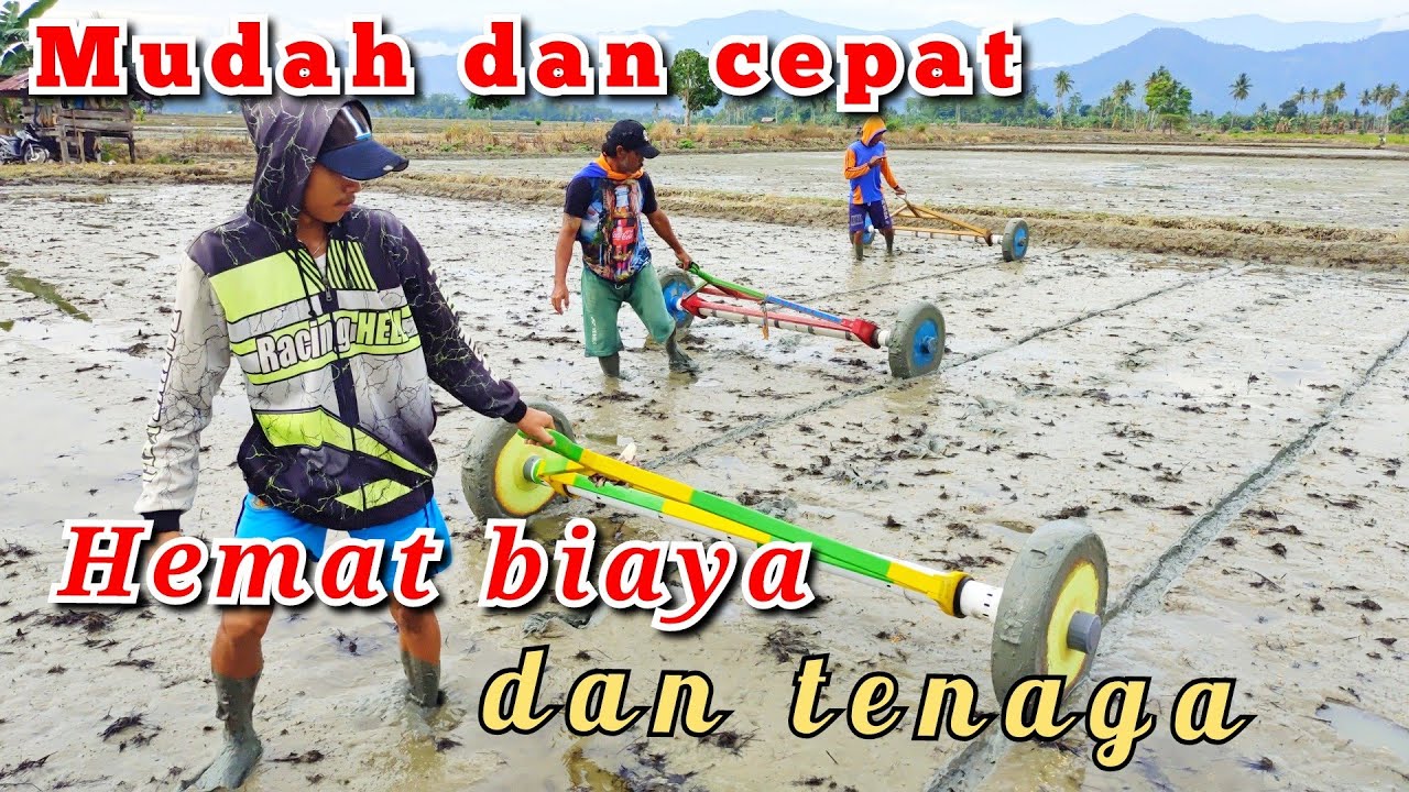 Menanam benih padi menggunakan pipa paralon
