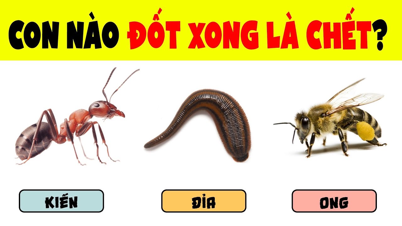 Chỉ Người Giỏi Cái Gì Cũng Biết Thì Mới Giải Được Hết Bí Mật Có Trong 15 Câu Đố Này | Nhanh Trí
