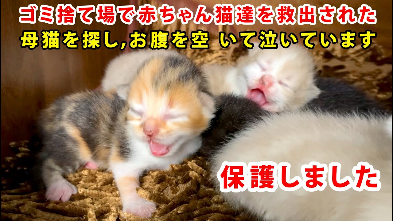母猫がもういなくなった5匹の赤ちゃん猫たちはお腹が空いて泣いていた。それで、赤ちゃん猫たちを保護することにした... 2匹が体調悪 くなり