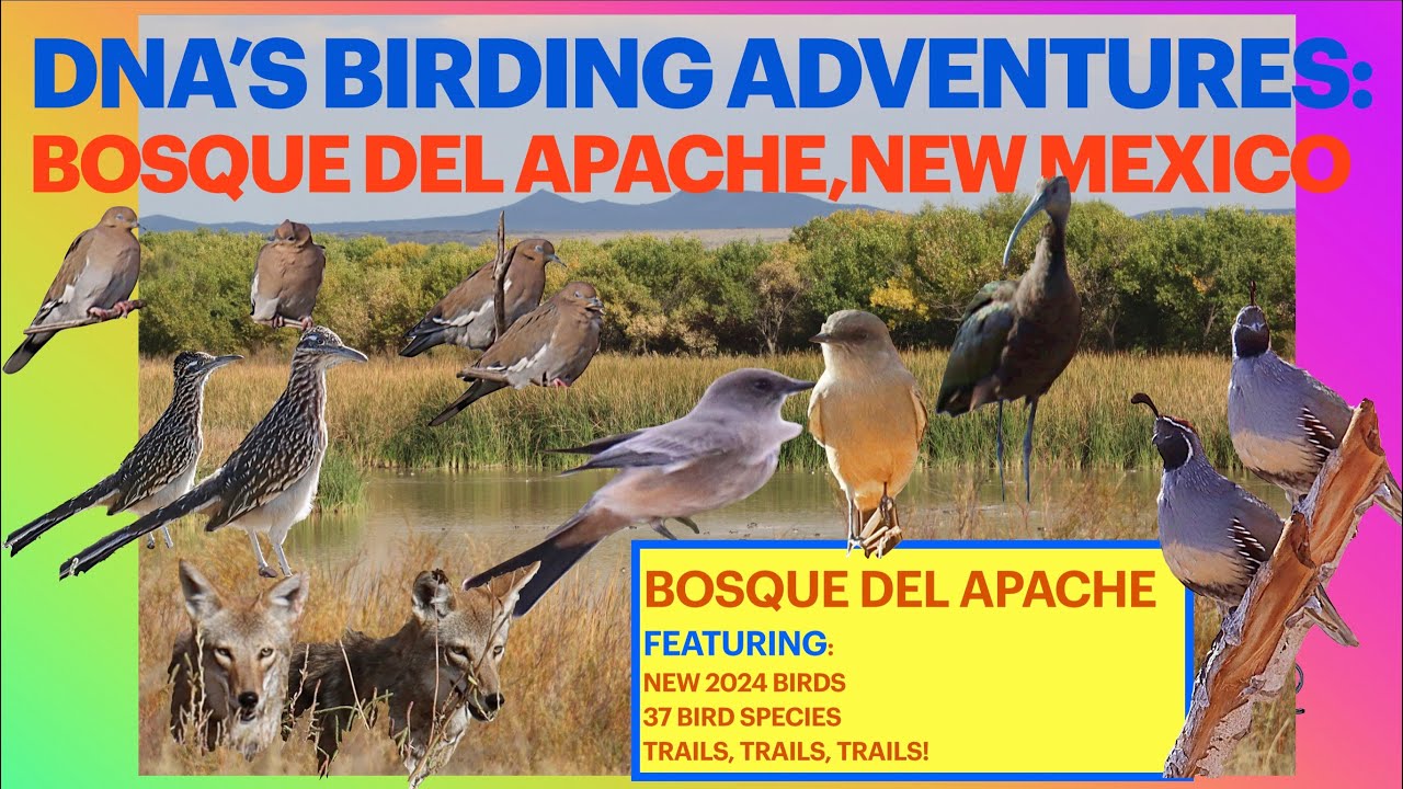 Birding Bosque del Apache Nat Wildlife Refuge New Mexico FALL BIRDS ARE ARRIVING! New 2024 BIRDS!
