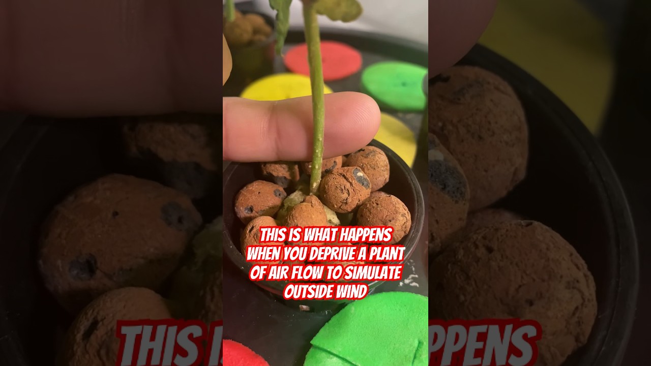 Hydroponics DWC Indoor Grow Tips For Beginners! #shorts #hydroponics #DWC