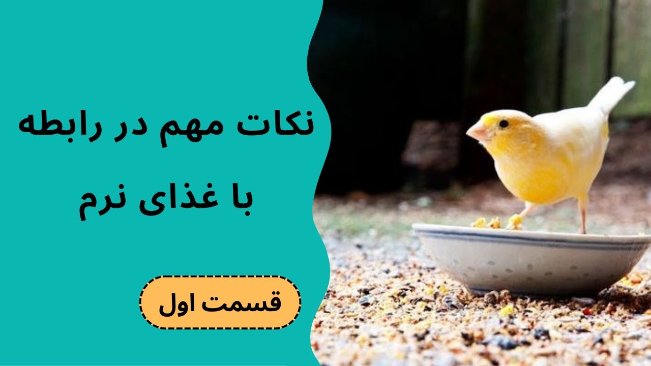 نکات مهم در رابطه با غذای نرم: قسمت اول