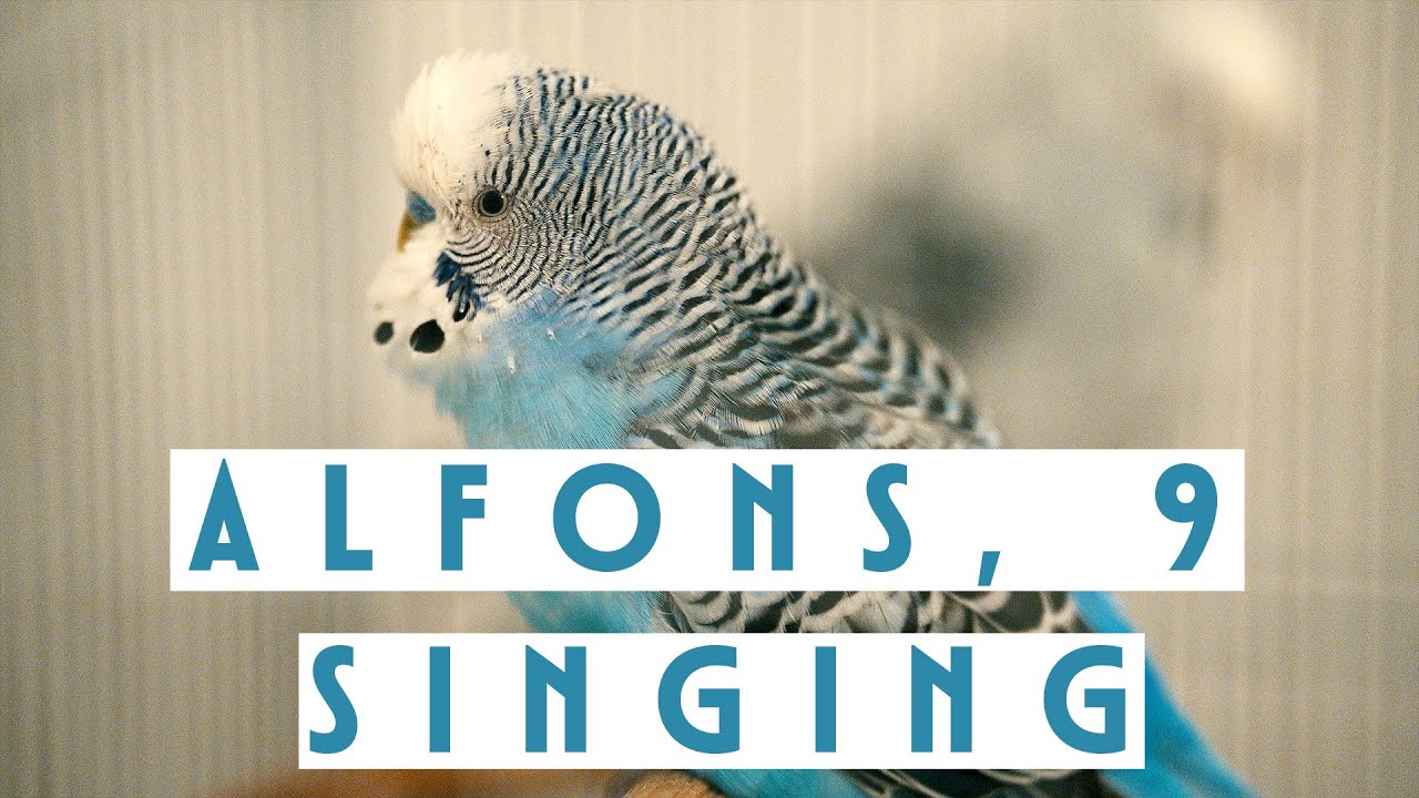 Old budgie Alfons, 9 - singing