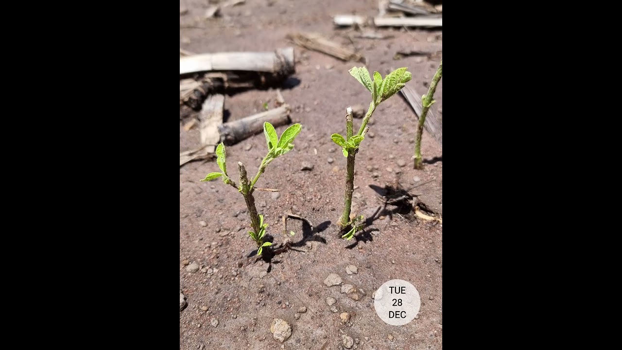 Hail damaged beans regrowth timelapse part 1