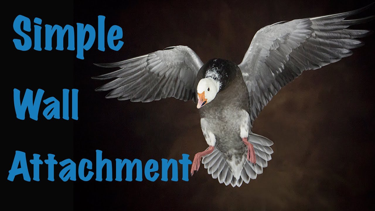 Blue Goose Landing, wall mount attachment, Art of Taxidermy.