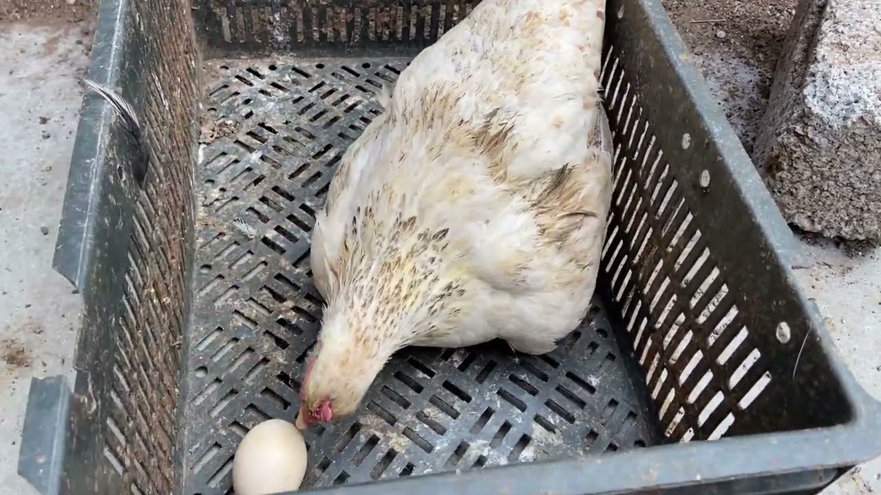 The hen broody for the first time 🥰