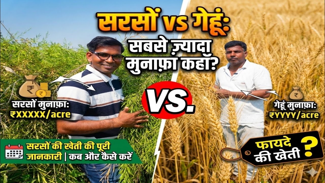 Sarson ki Kheti vs Gehu ki Kheti: Kam lagat, zyada munafa kisme? | Mustard vs Wheat Farming🌾💰​ 