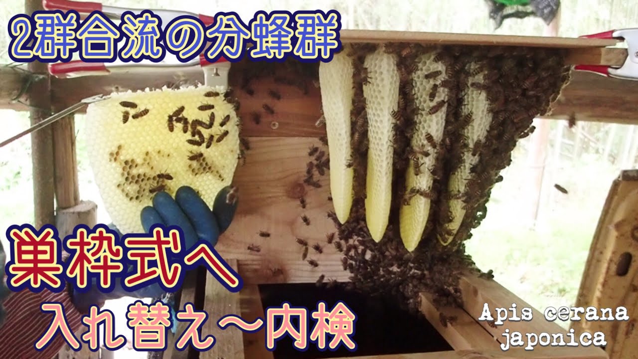 【日本ミツバチ】2群合流の分蜂群🐝💨🐝💨巣枠式への入れ替えと、その後の内検👀✨女王蜂も👍