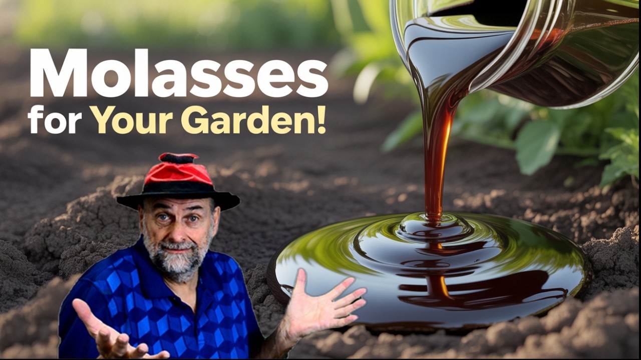 Is Molasses the Secret to Better Plants?