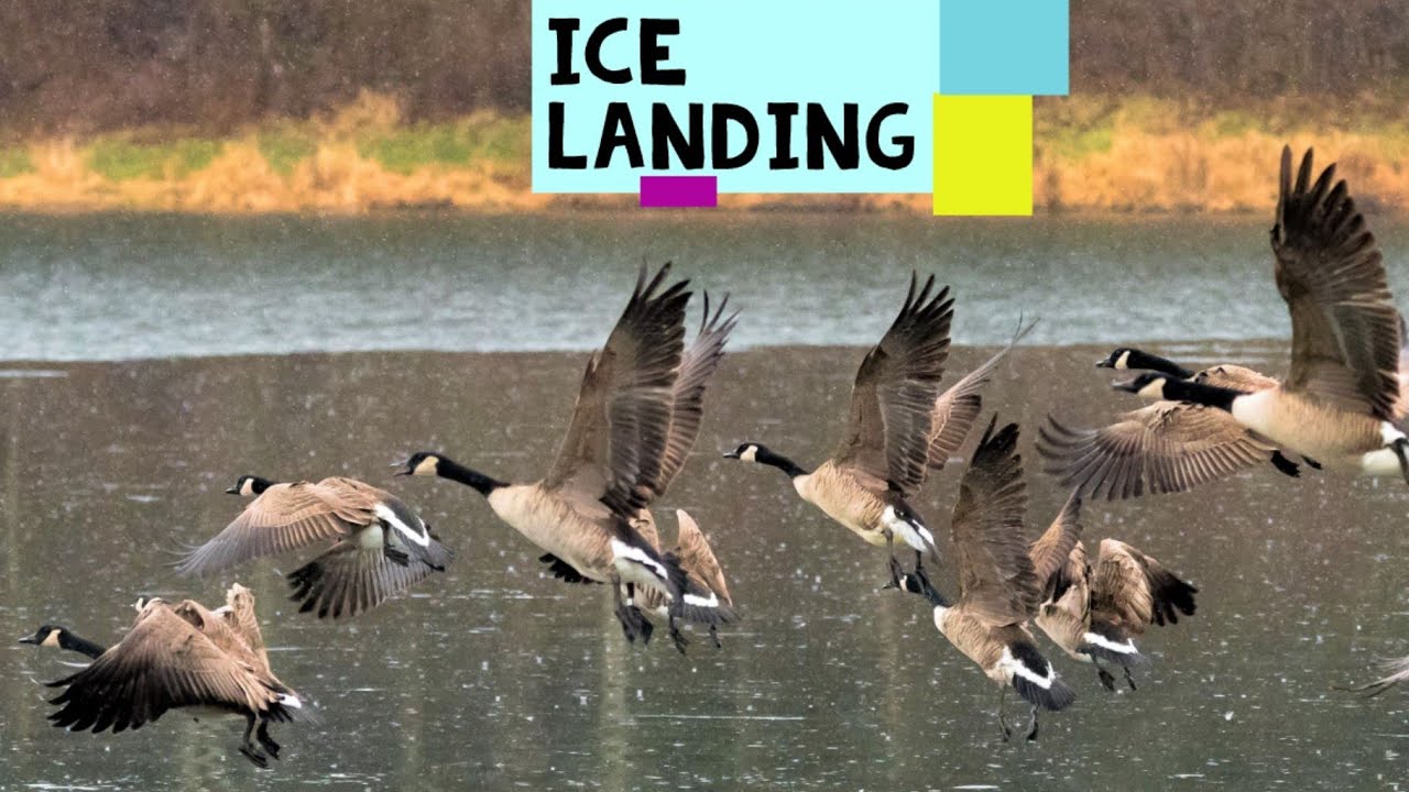 Water and Ice landing of Canadian Geese