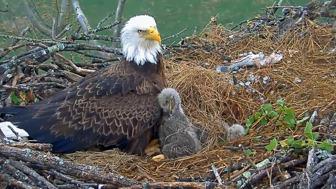 #baldeagle SE3#54 Review birds life in their nest #birdsnest #birdsounds #birdslovers