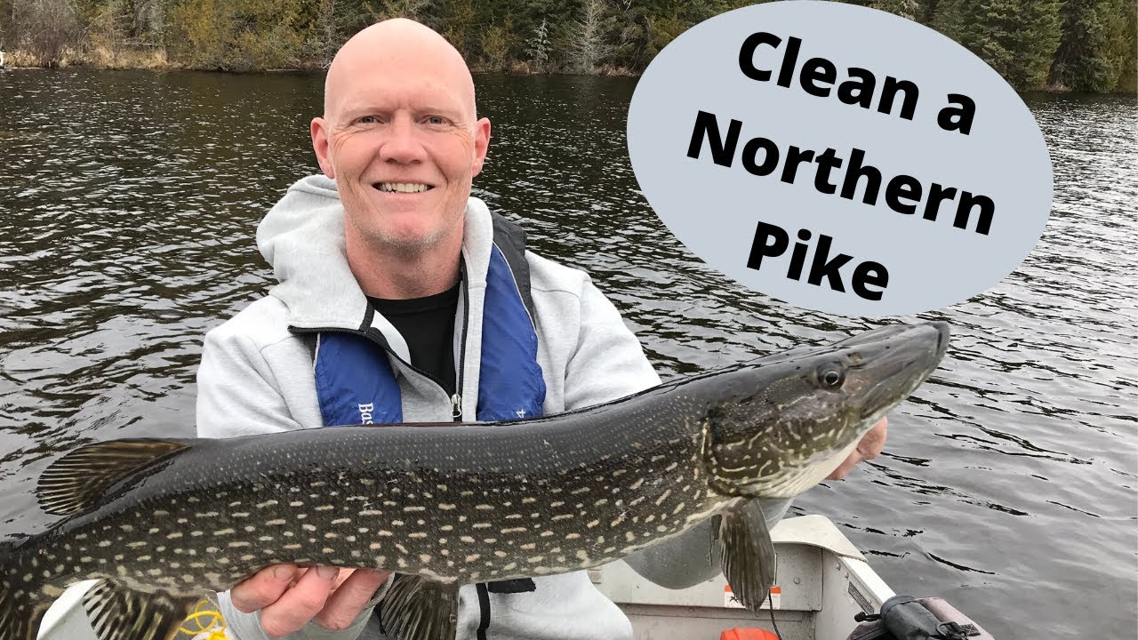 Cleaning a Pike Bone Free