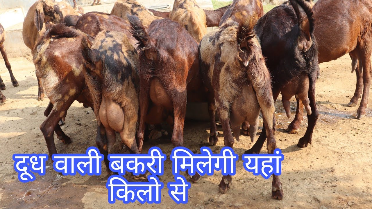 दूध वाली बकरी मिलेगी यहां किलो से,,New Dayma Goat Farm Pushkar rajasthan