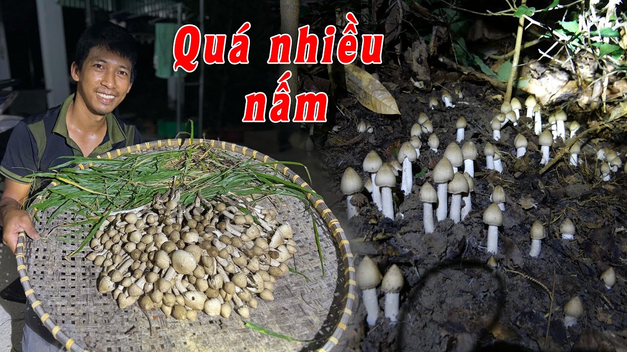 Những ổ nấm mối tiền triệu xung quanh nhà ✅