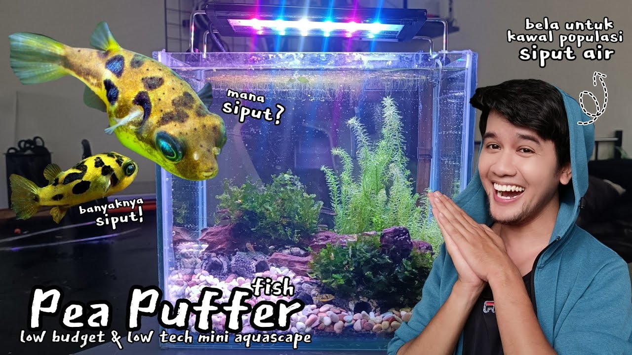 LOW TECH PEA PUFFER FISH MINI AQUASCAPE | Aquascape Malaysia (newbie)