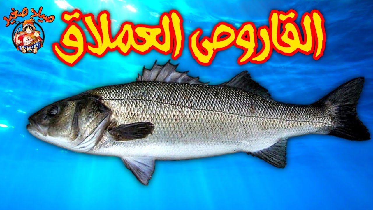 سمك الدرعي ( القاروص أو بوشوك ) جميع أنواعه و أماكن تواجده وطرق 🎣إصطياده