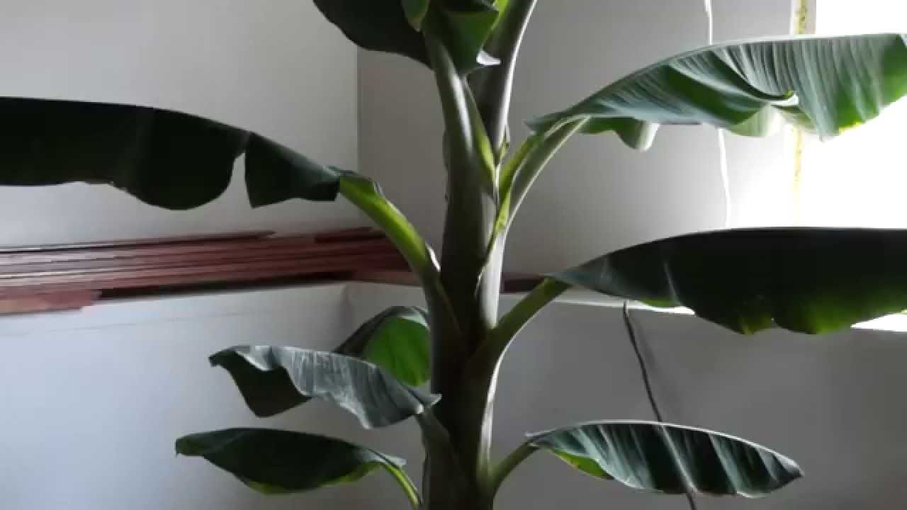 Growing Banana Tree (Indoors in Minnesota)