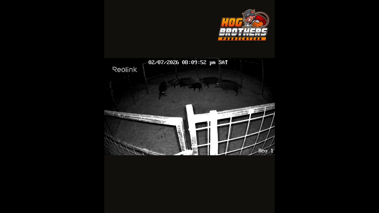 HUGE Sounder of Wild Hogs Walks Straight Into This Trap! 🐗🔥