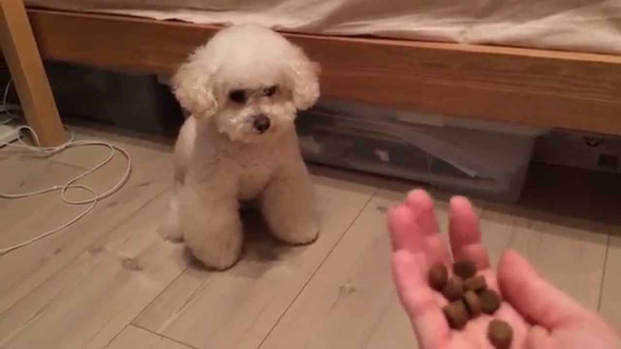 Mia the Toy Poodle 'Quite' Patient for Food