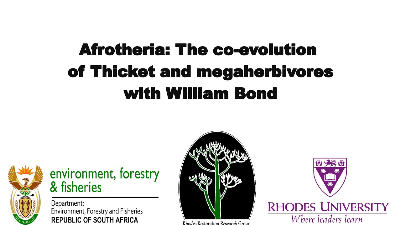 Afrotheria   Thicket and megaherbivores
