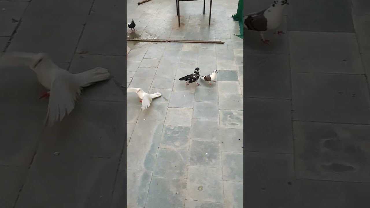 Gole kabutar in Ajmer Rajasthan #pigeon #pigeonlover #golekabutar #rajasthan pigeon