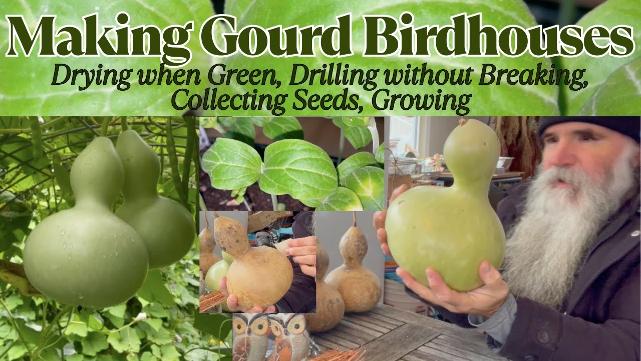 WHAT?! LET IT GO MOLDY? Making a BIRDHOUSE Gourd Birdhouse & Drying It Successfully. + Sow & Grow!