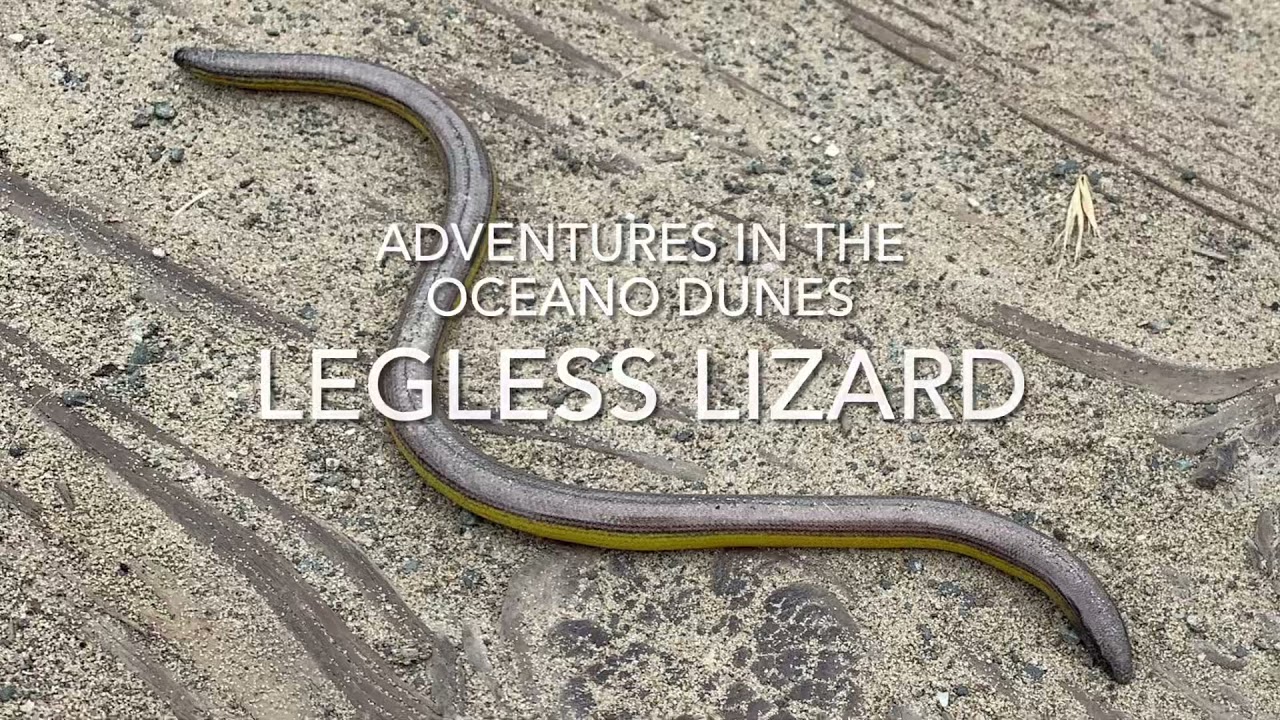 Animal Adaptations: Legless Lizard