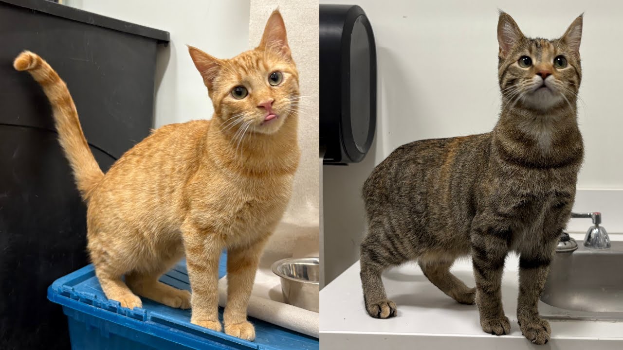Captain PIRATE & Sidekick COYOTE: The Feline Duo You Didn’t Know You Needed! (2025 April 23)