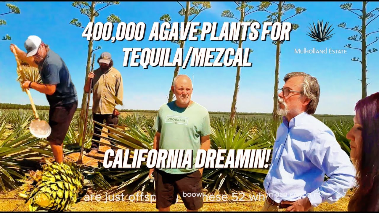 Get Ready for the Agave Spirit Revolution in the U.S. (Tequila/Mezcal)