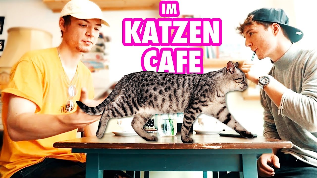 Im Katzen Café | Die Lochis