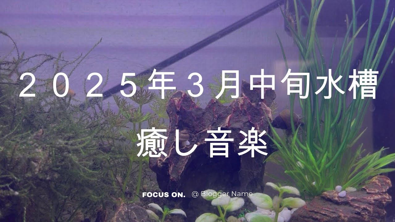 リラックス 音楽、メダカと共に癒されてください