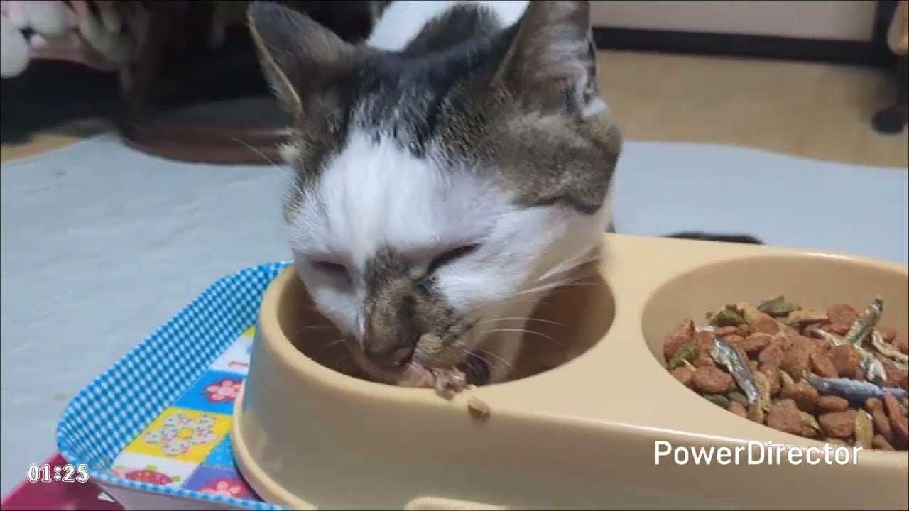 ニャアの夕食タイムトライアル(20260221)