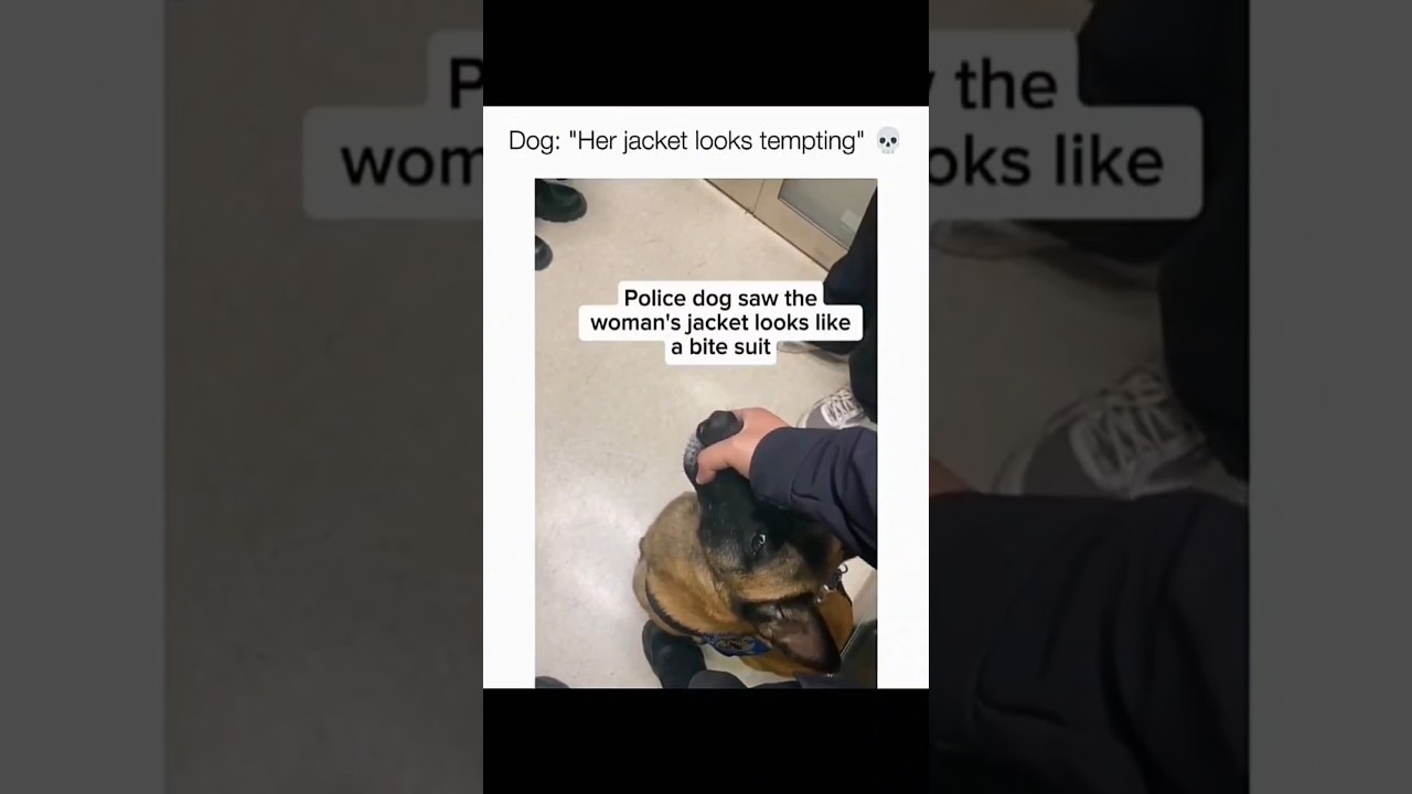 Dogs being idiot part 141: Police dog activated #funnydog #dogshorts #dogvideos #policedog #pets