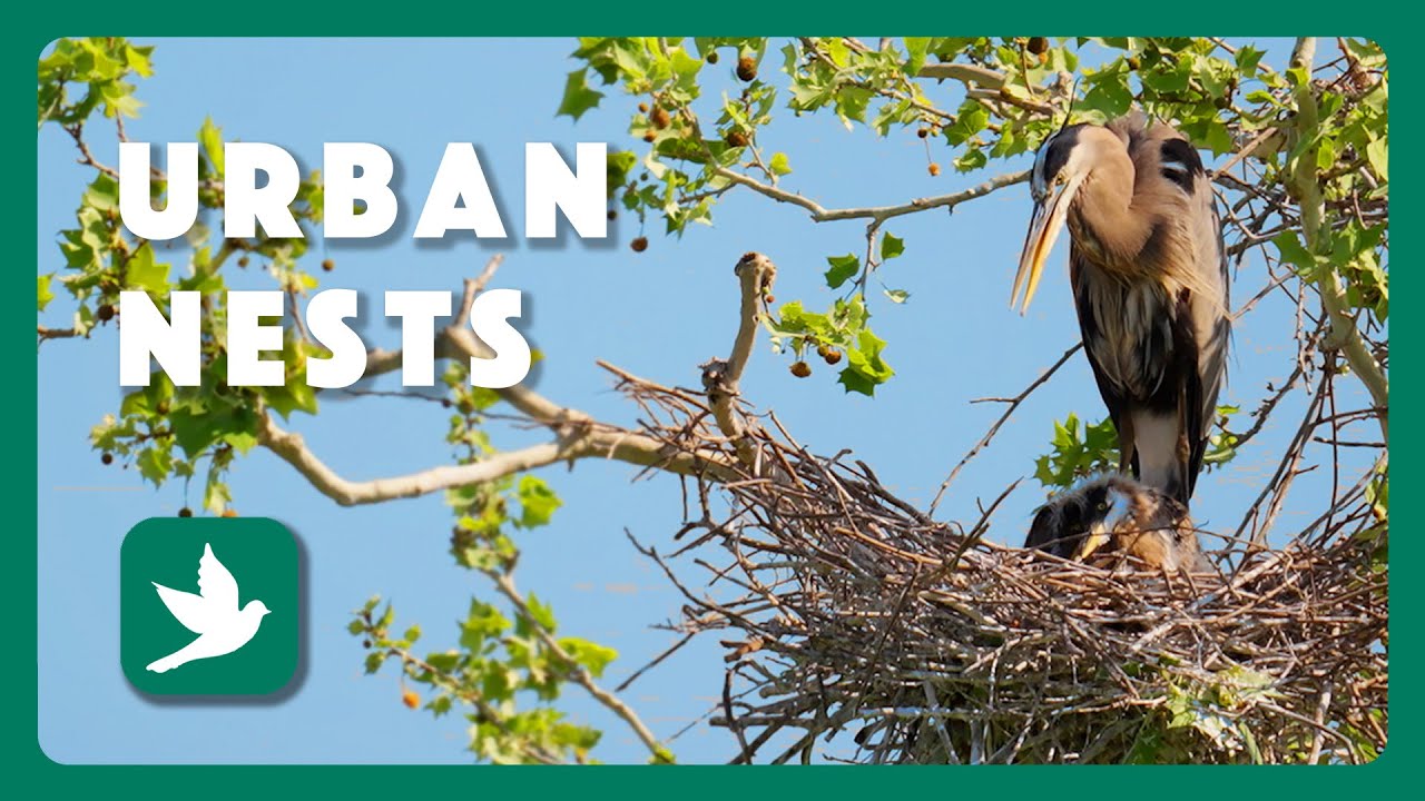 Urban Nests