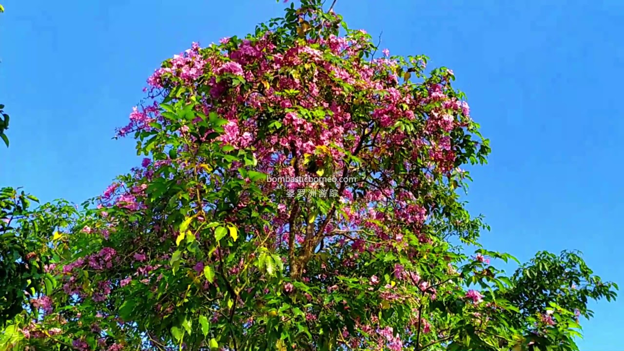 Spring Time @ MBKS Kuching Sarawak : Tecoma/Tabebuia Flowers. 砂拉越古晋南市的春天：风铃木花