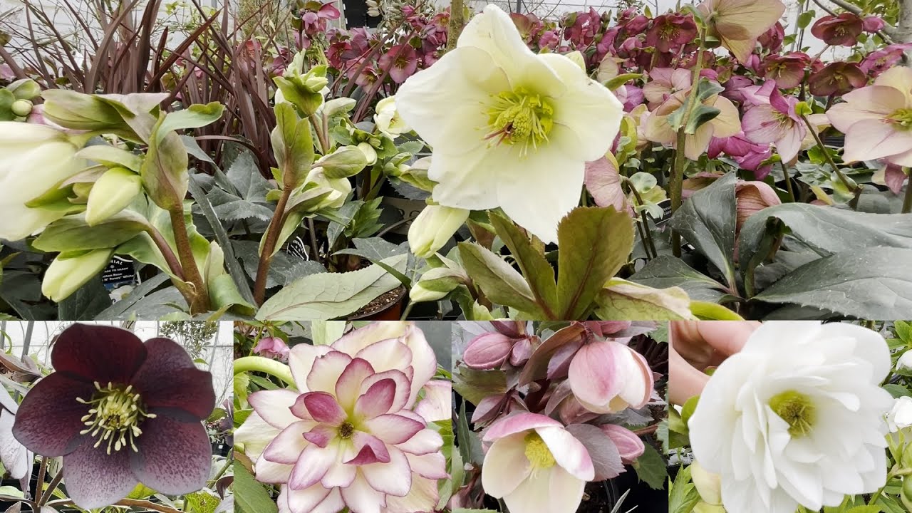 Shopping for Hellebores (& distracted by spring bulbs in the rain) 🌸🌷