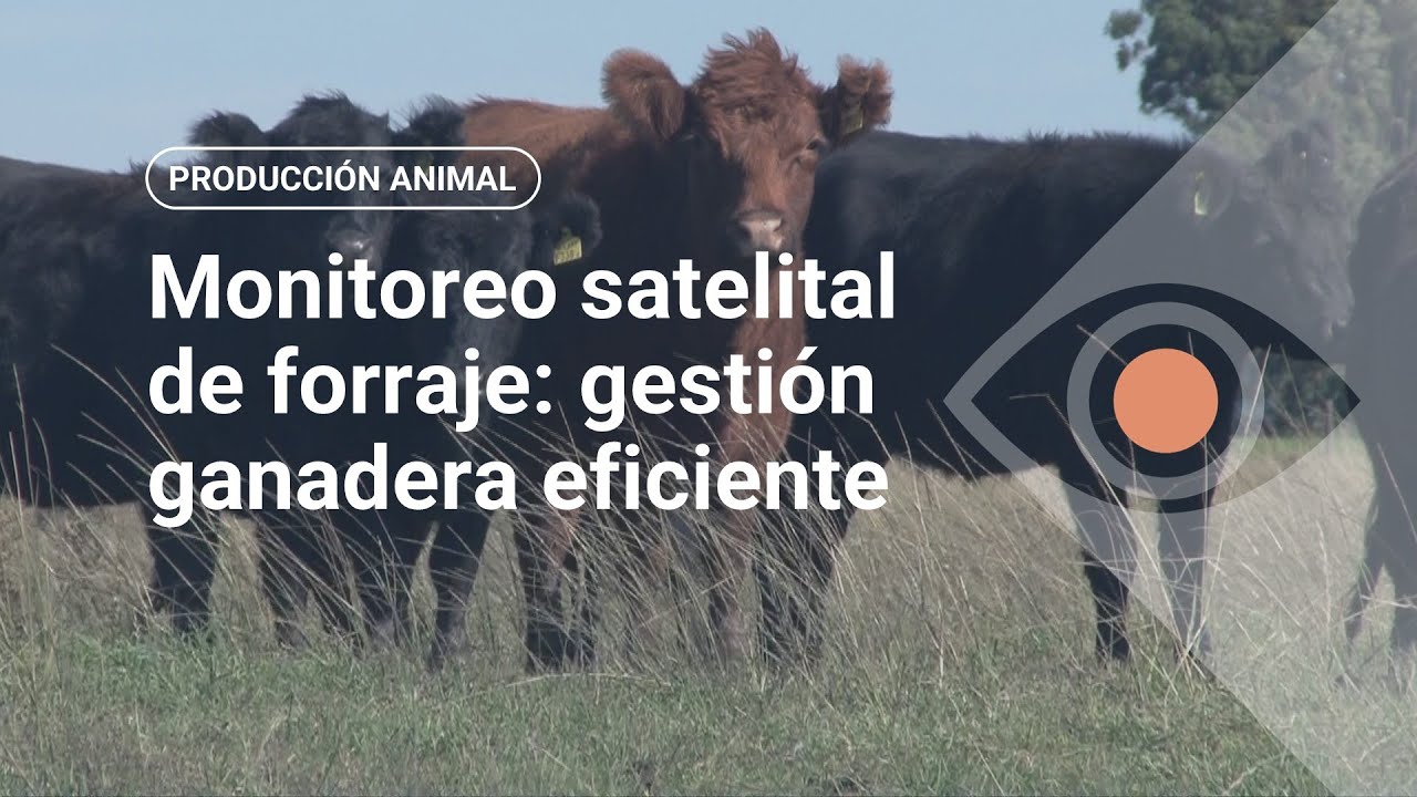 Monitoreo satelital de forraje: gestión ganadera eficiente
