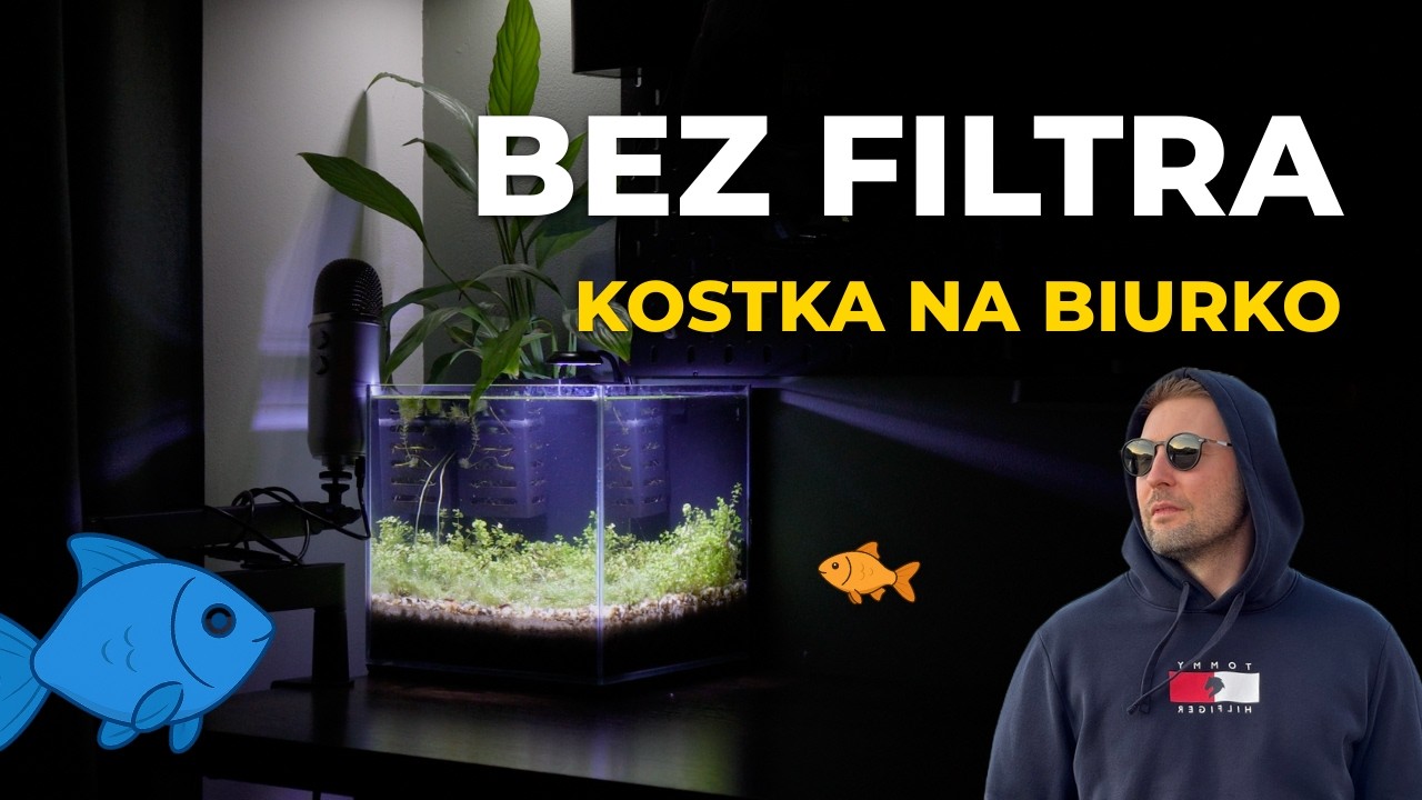 Krewetkarium BEZ FILTRA na biurko – Krok po kroku dla początkujących 🦐