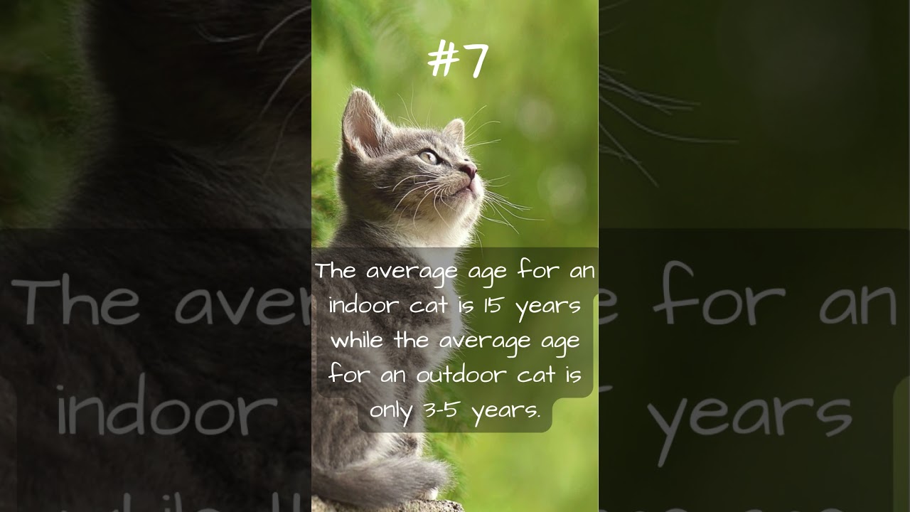10 Fun Facts About Cats #shorts  😻🐈‍⬛ #trivia  #cats #funfacts