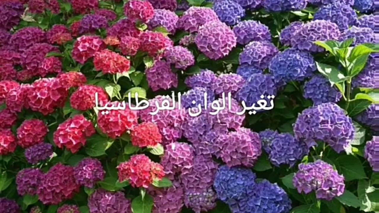 القرطاسيا رابع اجمل نبتة في العالم كل مايجب معرفته عنها l'horetanesiaعناية وتكاترها بالمنزل