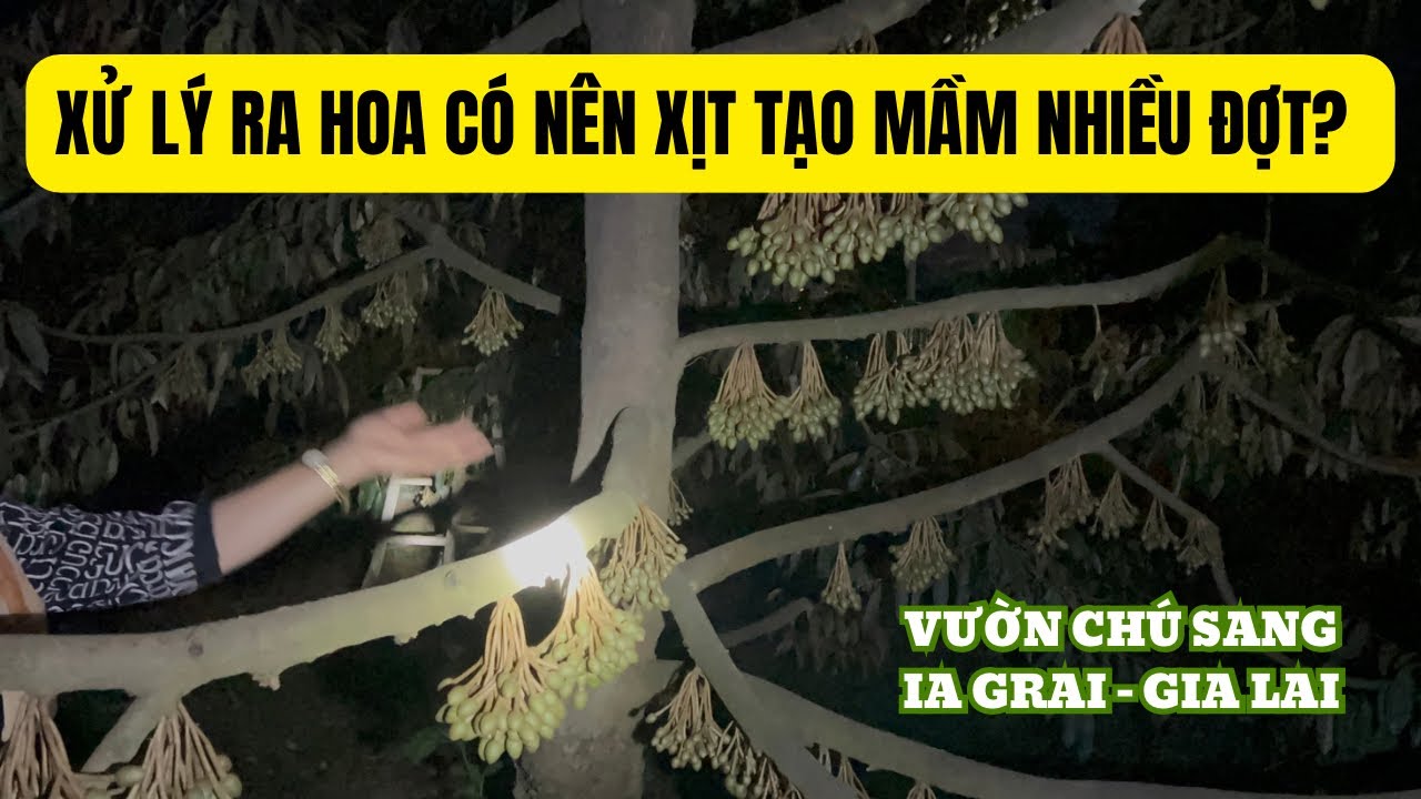 CÓ NÊN XỊT TẠO MẦM NHIỀU LẦN ĐỂ XỬ LÝ RA HOA?