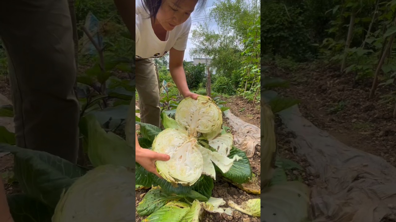 #shorts #agriculture #farming2024 #gadgets #shot #EliteShortsUnleashed #2737