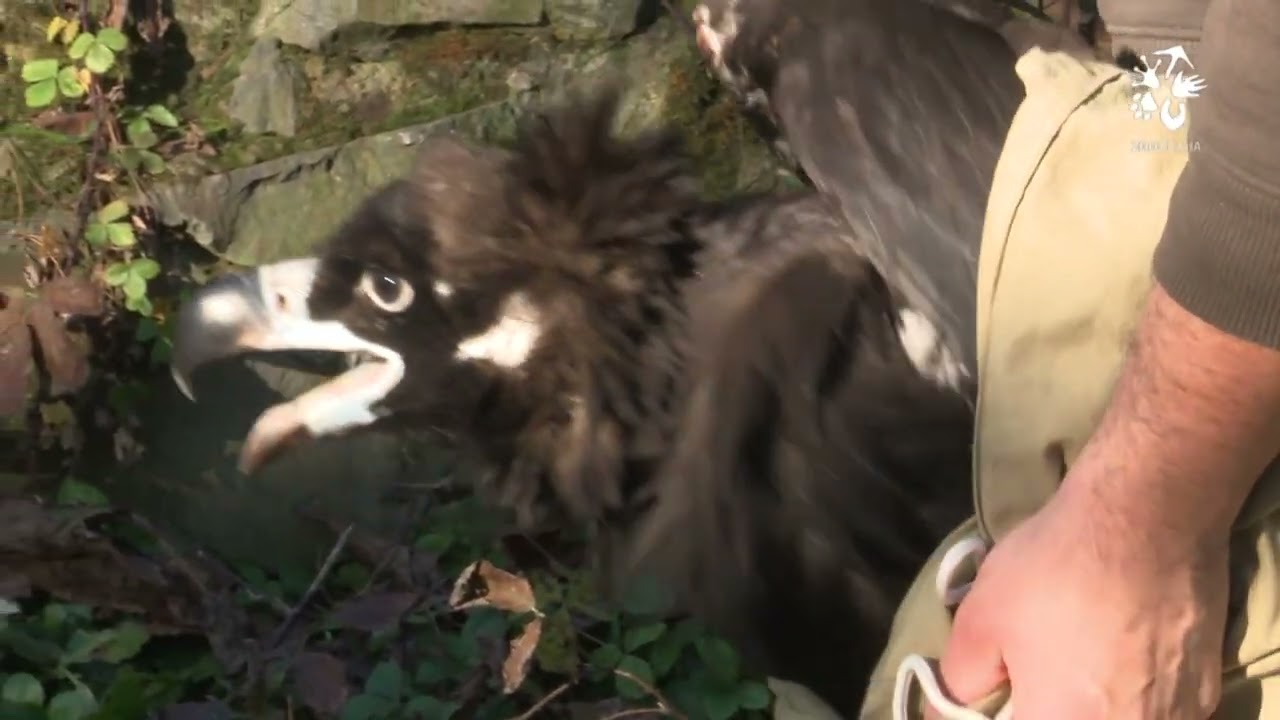 Vypouštění nového supa hnědého do Velké voliéry