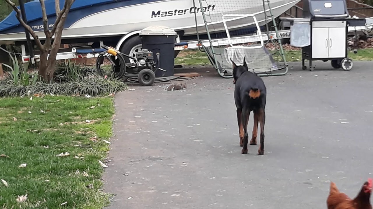 Doberman sneak attack