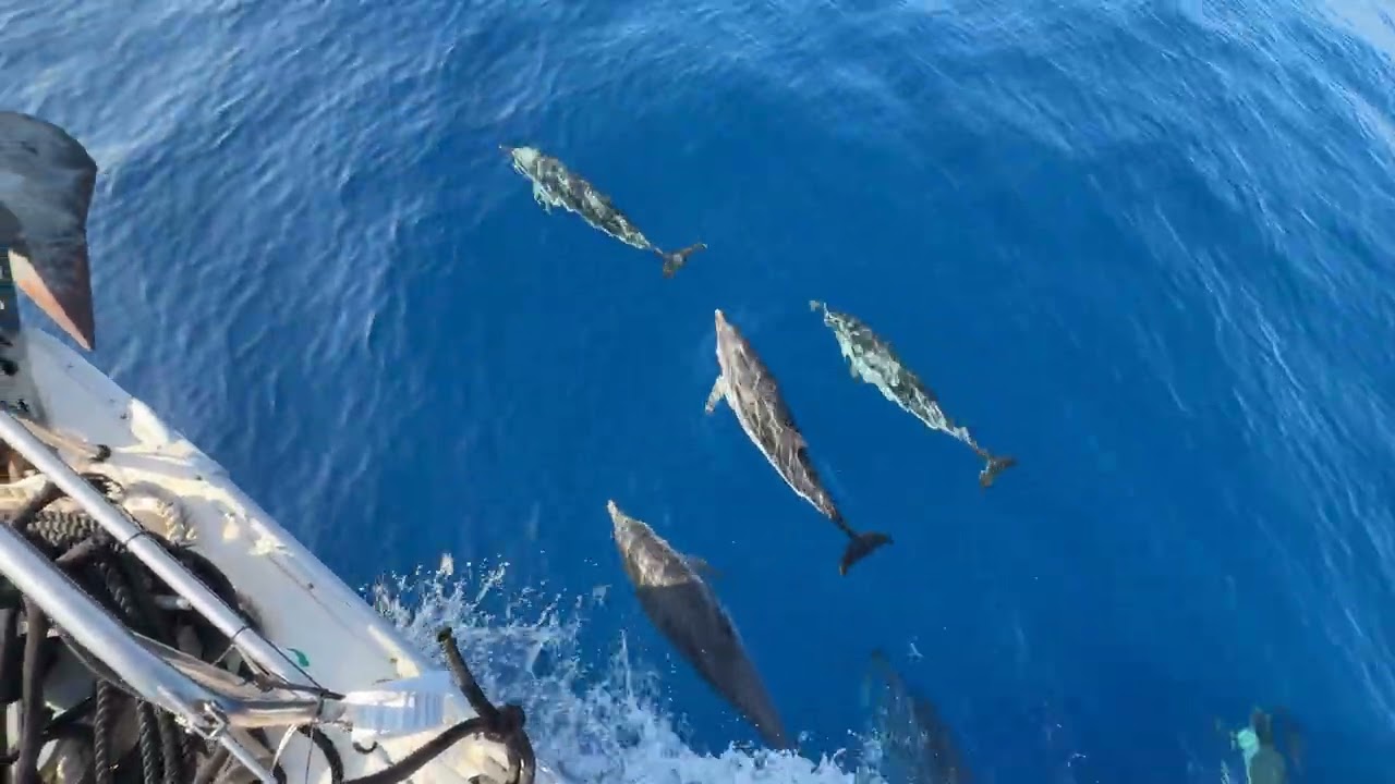 Adriatic Dolphin  