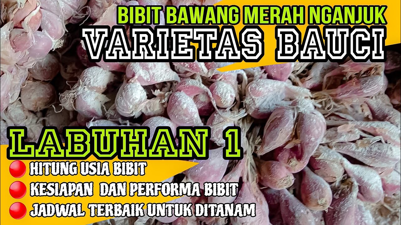BICARA SOAL FAKTA‼️⁉️KONDISI TERKINI BIBIT BAWANG MERAH BAUCI LABUHAN 1